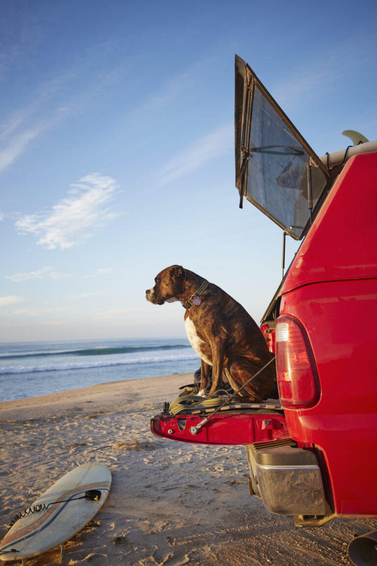 Dog in car cargo liner on beach, vehicle safety and lifestyle.